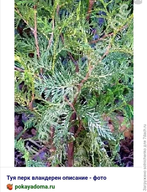 Туя &quot;Перк Вландерен&quot;