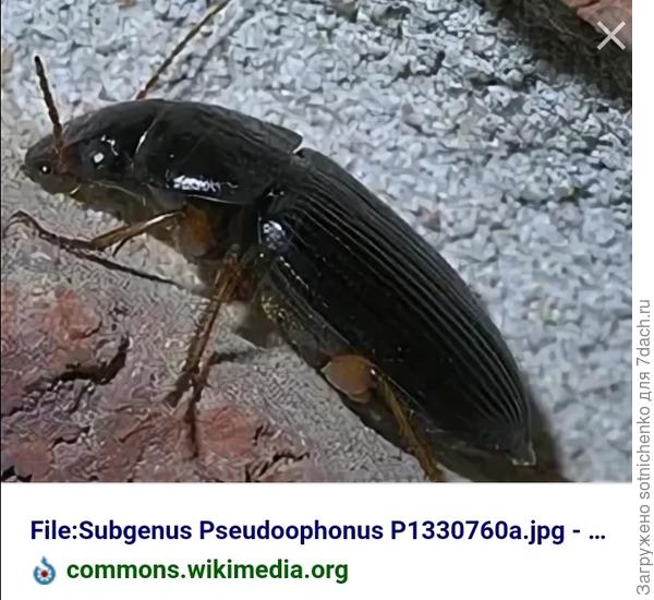 Подобную конфигурацию тела имеют некоторые представители жужелиц.