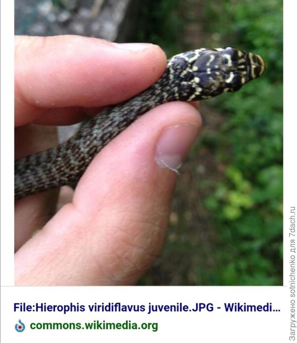 Ювенильной экземпляр западной хлыстовой змеи.