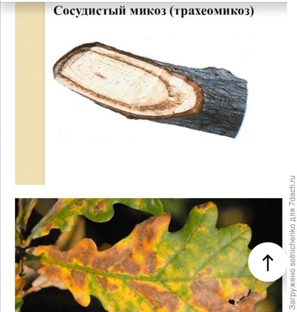 Сосудистый микоз.