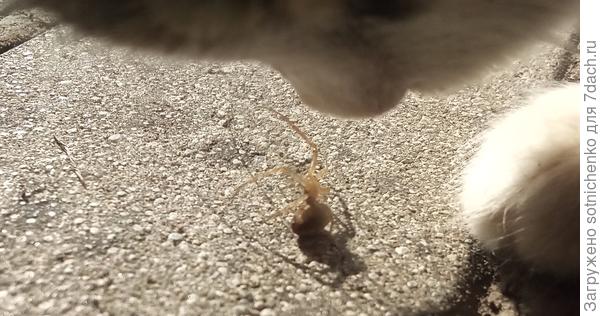 Котенок хотел на него поохотиться, но паучек либо защищал я.