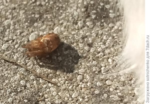 либо притворялся "мёртвым".