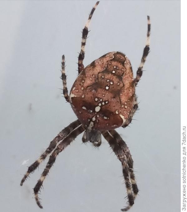 Паук крестовик. Вчера такого же (самка) сфотографировала.