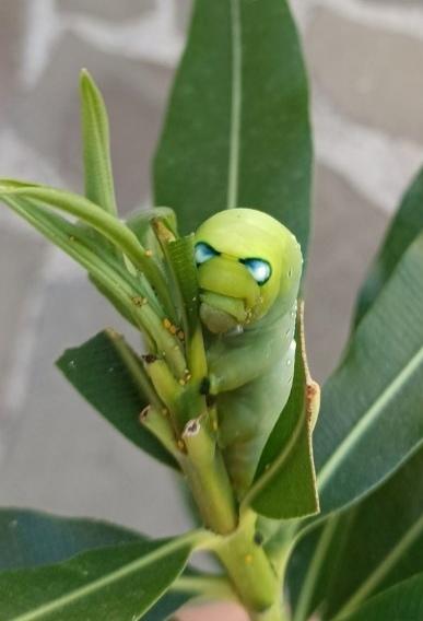 Вот таких гусениц встречала в сентябре этого года. И бабочка бражник очень красивая после окукливания получается.