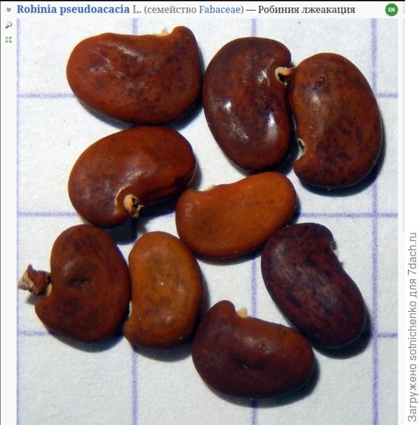 Фото на сайте Плантариум. Робиния лжеакация.