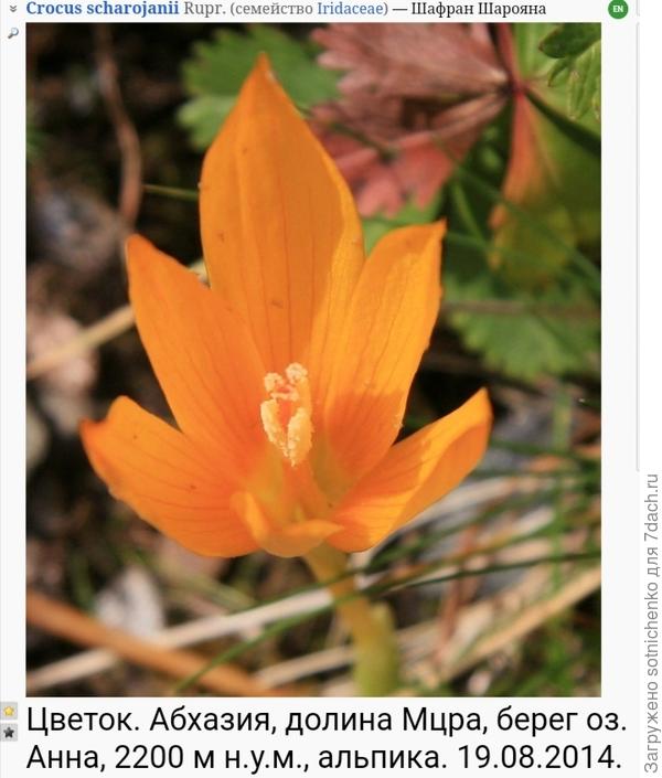 Крокус Шарояна. Просмотрела и род Крокус. Желтоцветные есть и даже летне-осенние, но распространены только в Абхазии. И строение цветка несколько отличается. .