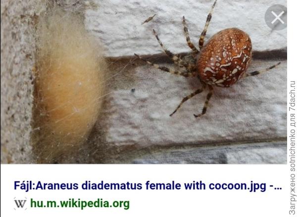 &quot;Кокон&quot; паука крестовика обыкновенного.