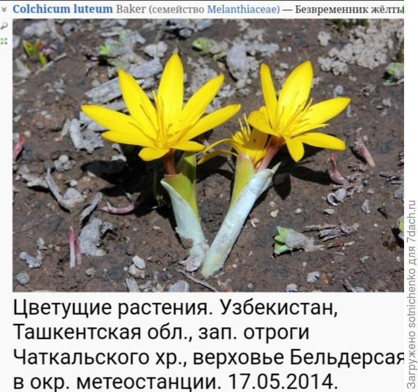 Безвременник жёлтый.