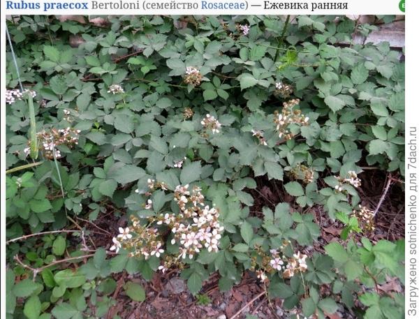 Rubus praecox. Ежевика ранняя.