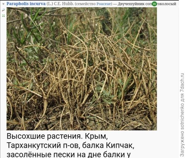 Фото на сайте Плантариум.