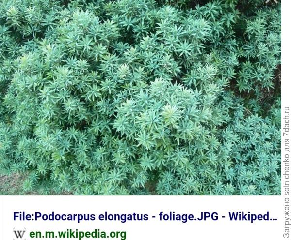 Подокарп элегантный.