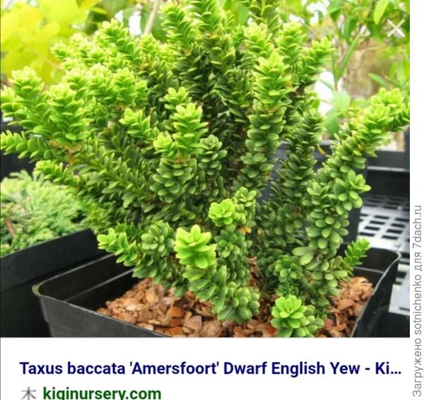 Для сравнения, ведь растения очень похожи. Тис сорт "Amersfoort".