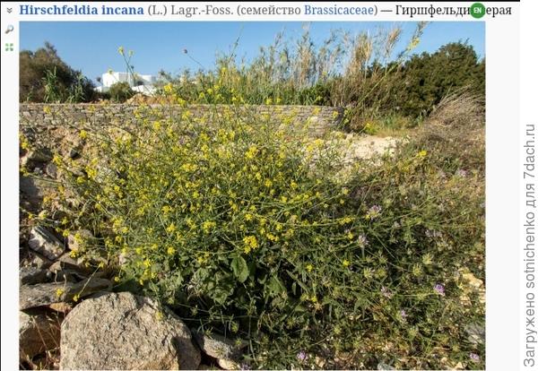 Гиршфельдия. Фото на сайте Плантариум.