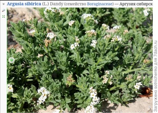 Фото Аргузии на сайте Плантариум.