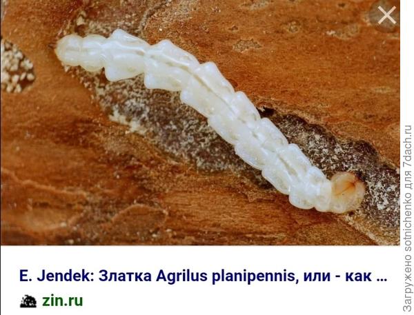 Личинка ясеневлй златки.