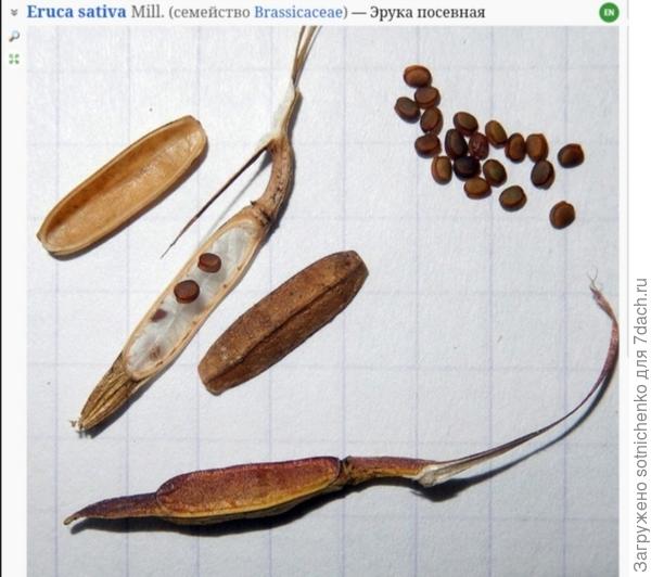 Фото на сайте Плантариум.