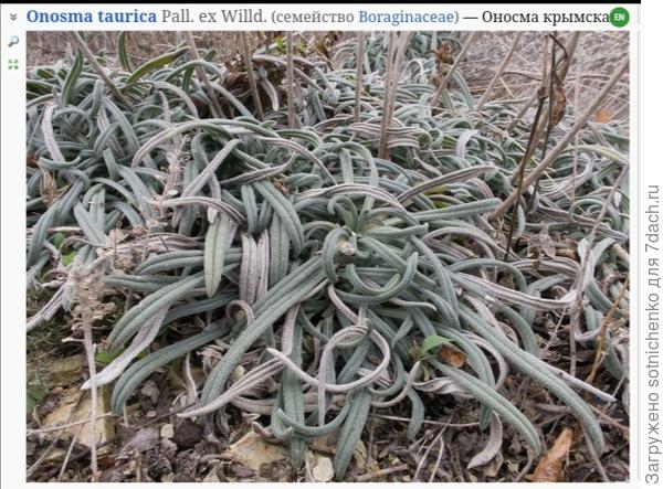 Фото на сайте Плантариум.