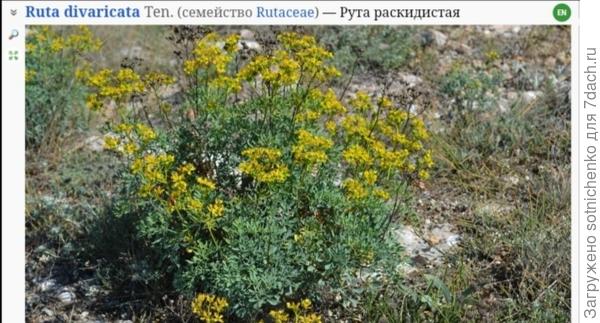 Рута раскидистая.