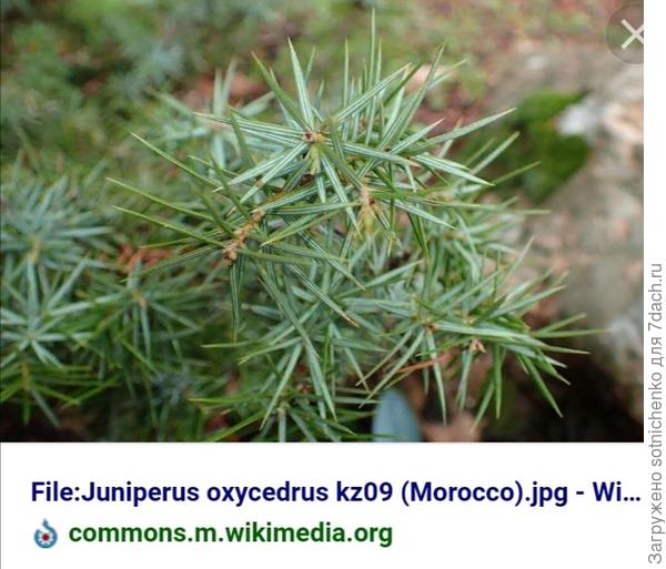 Можжевельник колючий. Иголки расположены радиально. Хотя по этим фото я большой разницы не нашла.