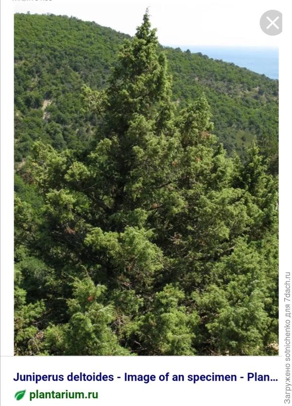 Можжевельник дельтовидный. Занесён в Красную книгу Крыма.