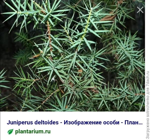 Можжевельник дельтовидный. Иголки расположены мутовчато по три штуки.