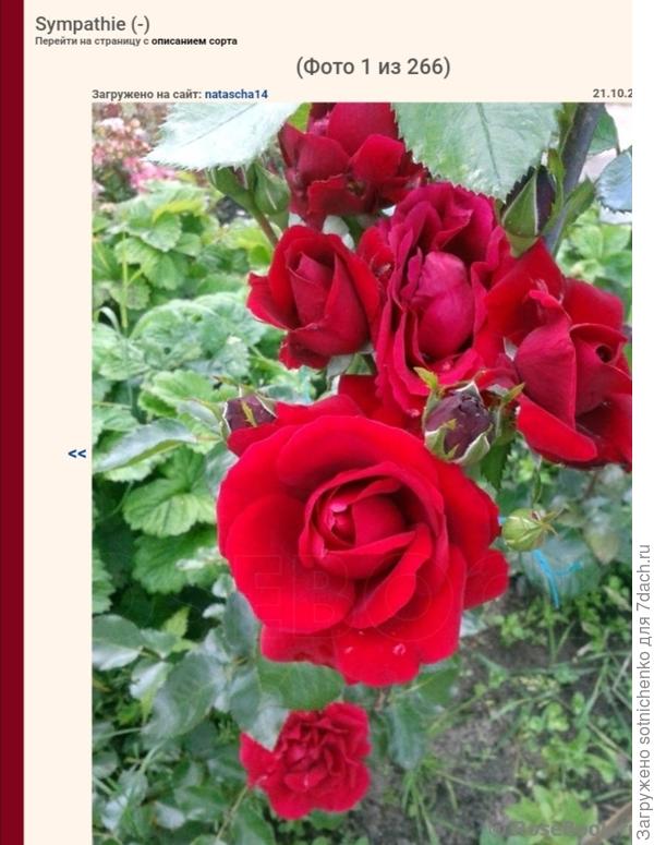 Сорт &amp;quot;Симпатия&amp;quot;.