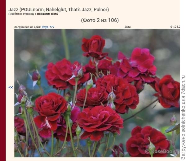 Сорт &amp;quot;Джаз&amp;quot;. Фото на сайте rosebook. ru