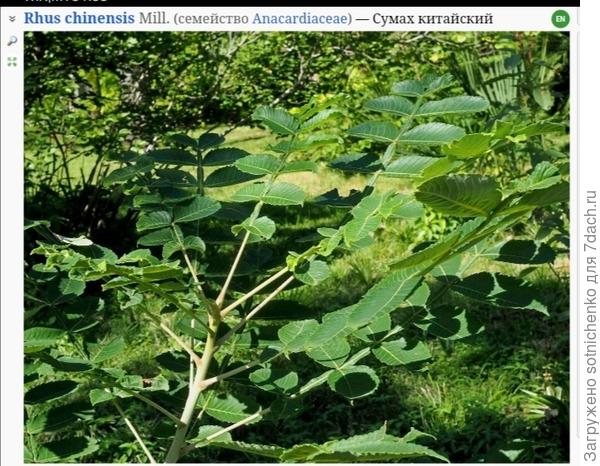 Сумах китайский, фото на сайте Плантариум.