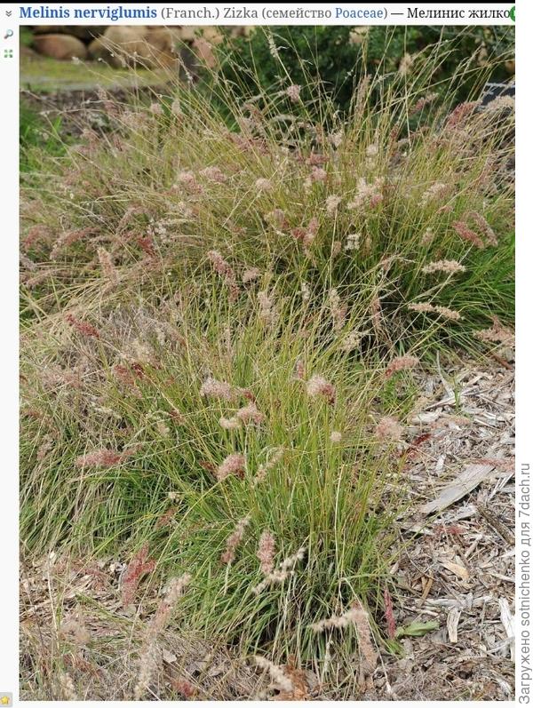 Мелинис жилковаточешуйный на сайте Плантариум.