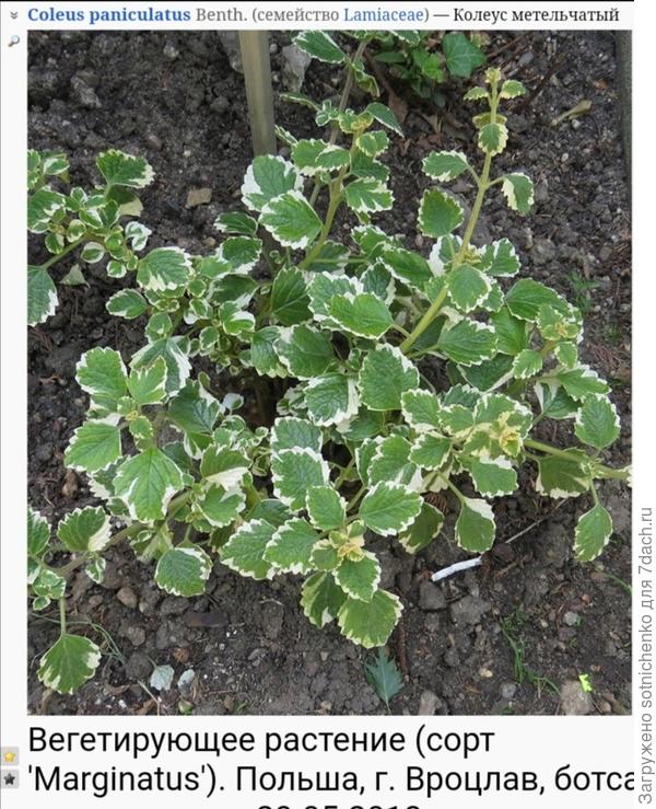 Плектрантус колеусовидный (метельчатый) на сайте Плантариум.
