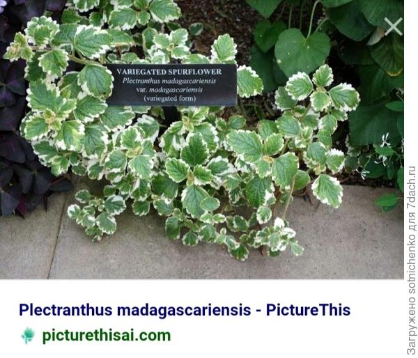 Плектрантус мадагаскарский вариегата.