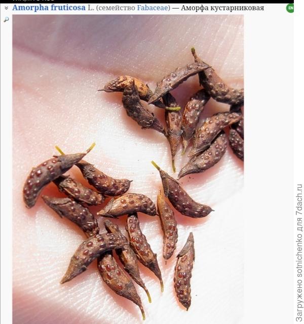 Аморфа кустарниковая фото на сайте Плантариум.