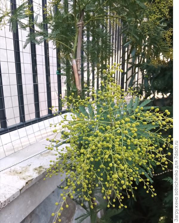 Акация серебристая (мимоза).