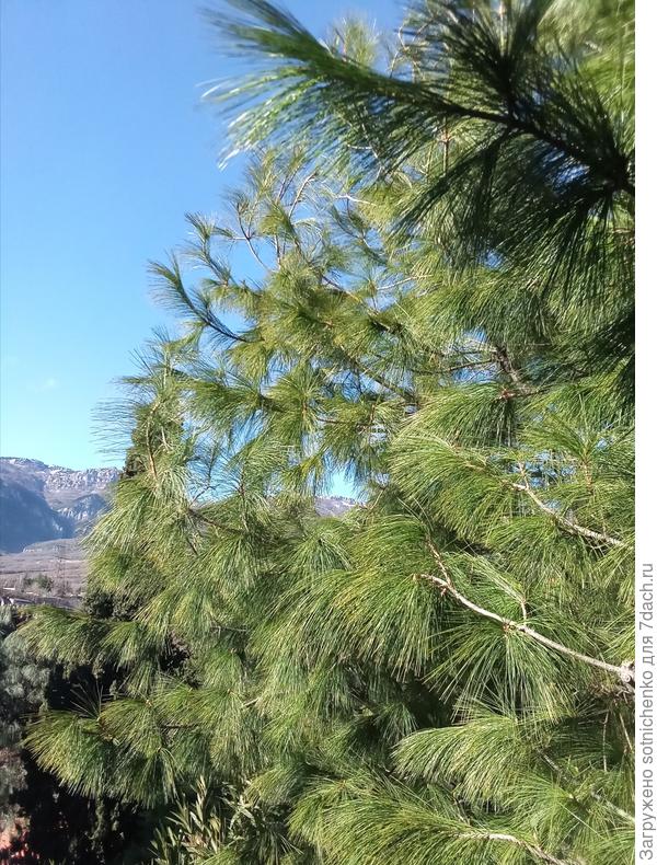 Сосна Арманди.