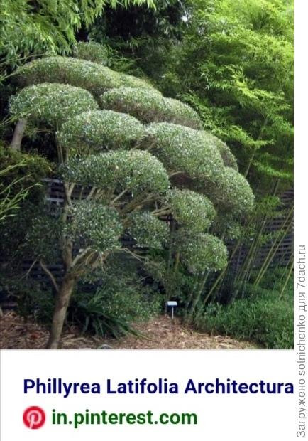 Использование филлериии в топиарной форме.