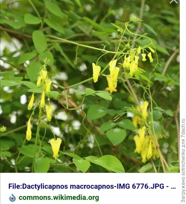 Дактиликапнос. Лиана.