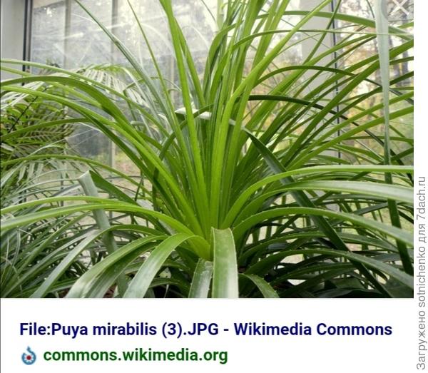 Пуйа мирабилис.