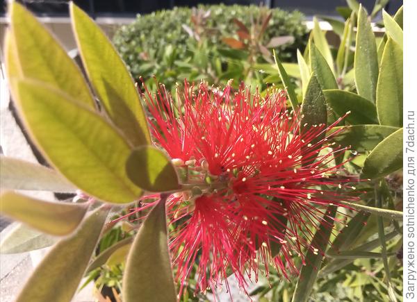 Цветение каллистемона в октябре прошлого года в ог.