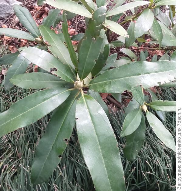 Фото ролендрона от 9 февраля этого года.