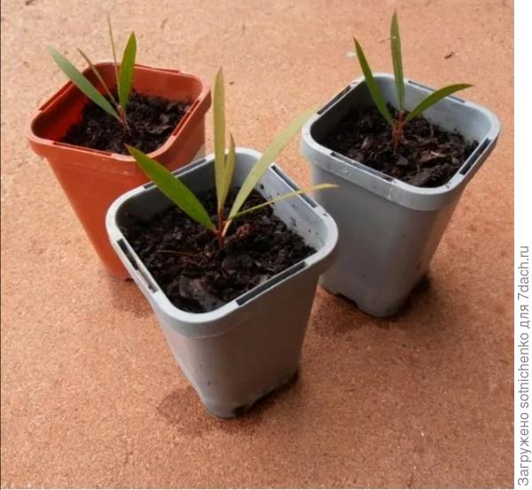 Сеянцы каллистемона. Фото из интернета.