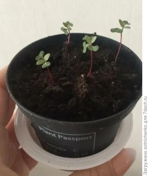 Сеянцы эвкалипта. Фото из интернета.