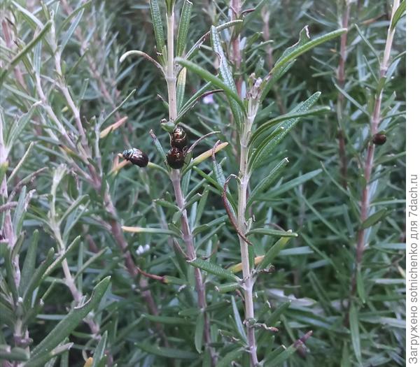 Радужный (розмариновый) жук трапезничает на розмарине лекарственном. Фото от 09.02.2024.