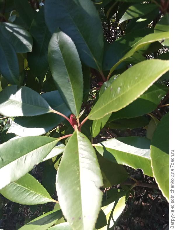 Остальные фотинии выглядят нормально.