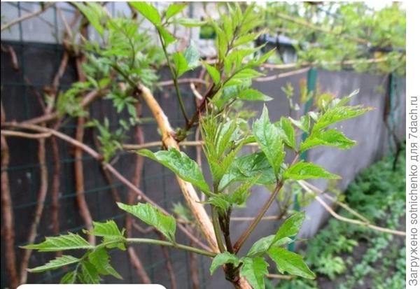 Фото кампсиса в интернете.