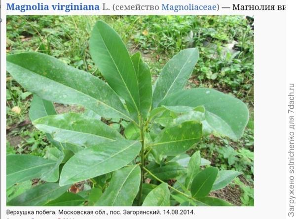 Фото магнолии виргинской из интернета.