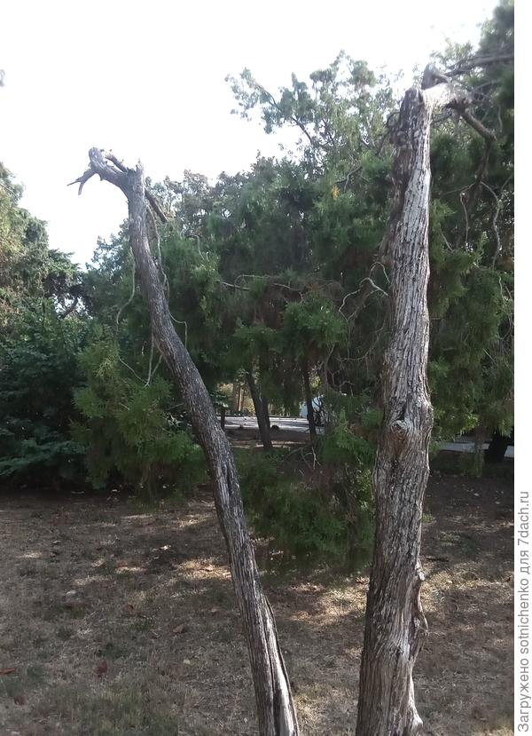 Плосковеточник Восточный. Севастополь