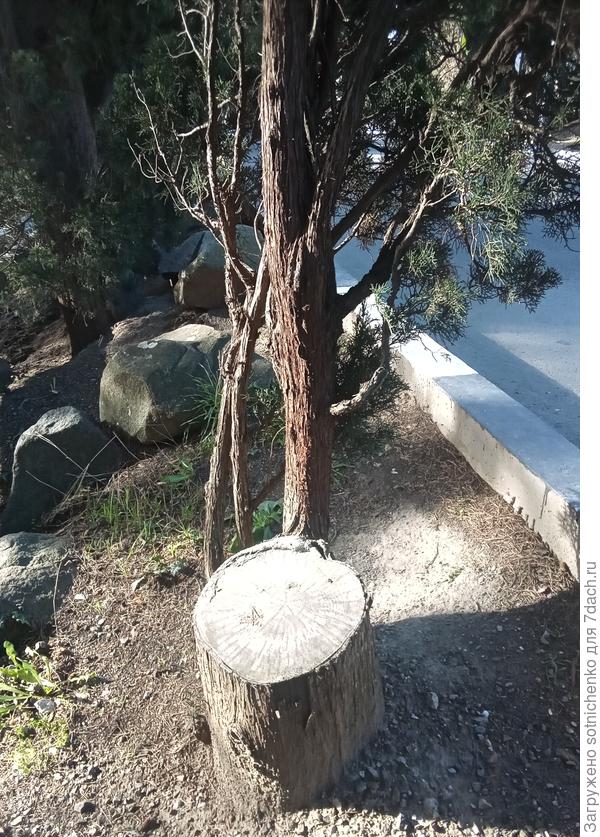 Кипарис вечнозеленный. Гурзуф.