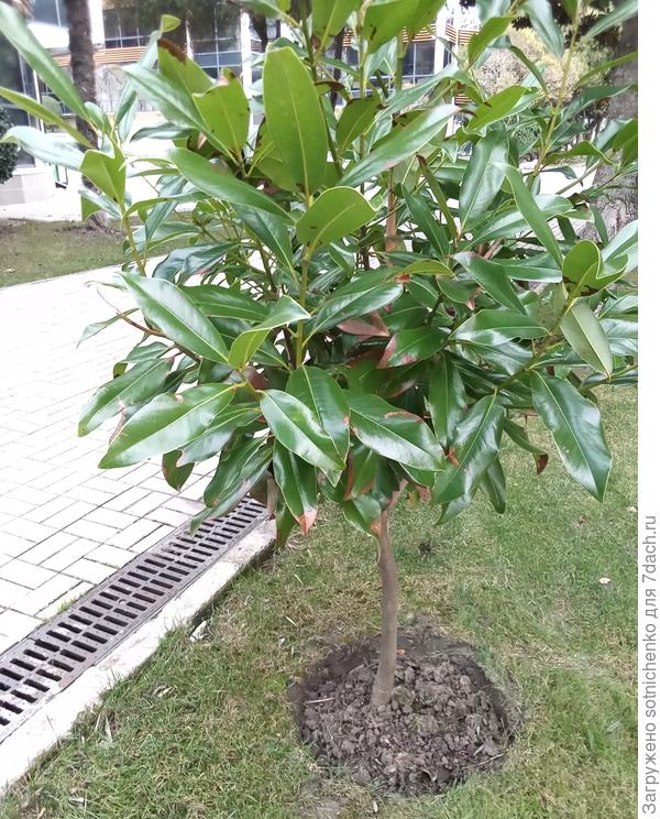 Magnolia po bouři z 26. listopadu loňského roku chráněná před mořem budovou.