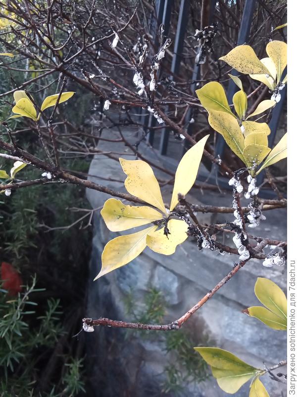 Я в прошлом году впервые такие лимонного цвета листья увидела на питтоспоруме разнолистном, но там наверное ко всем хлорозам ещё и вредитель червец австралийский поселился.