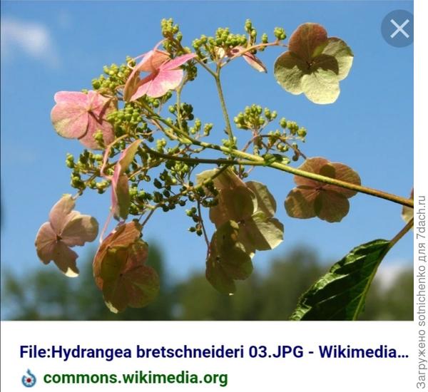 Гортензия Бретшнейдера.